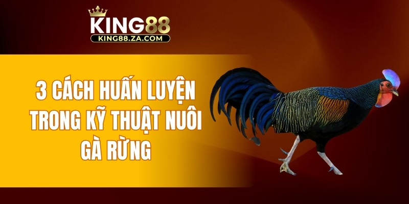 3 cách huấn luyện trong kỹ thuật nuôi gà rừng