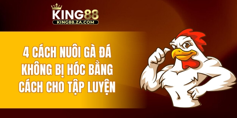 4 cách nuôi gà đá không bị hóc bằng cách cho tập luyện