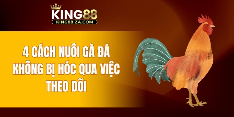 4 cách nuôi gà đá không bị hóc qua việc theo dõi