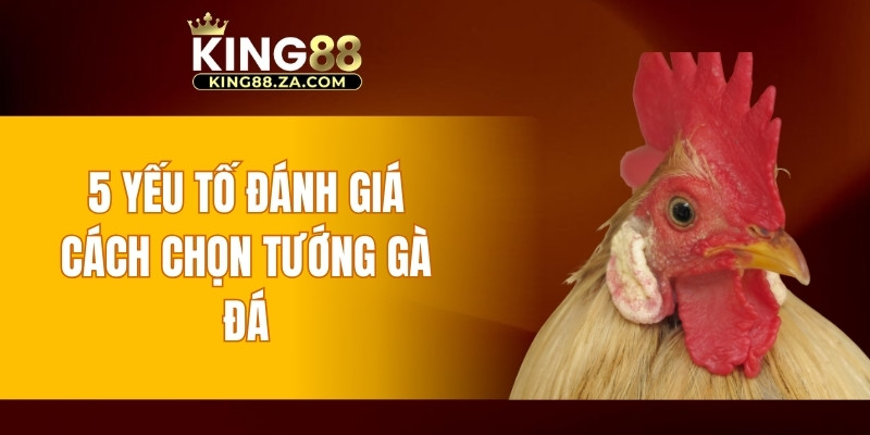 5 yếu tố đánh giá cách chọn tướng gà đá