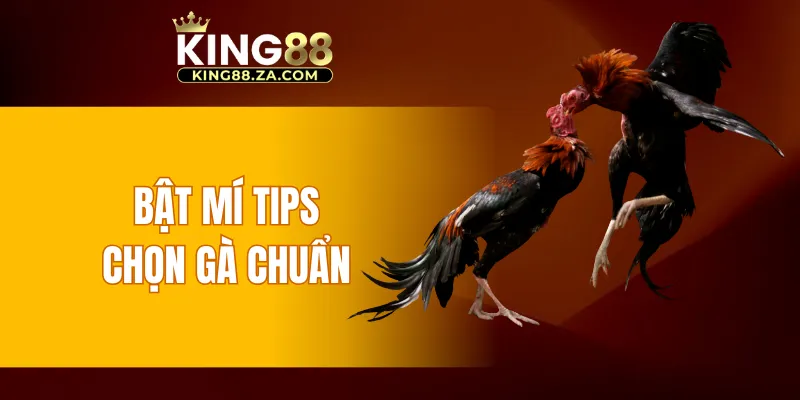 Bật mí tips chọn gà chuẩn