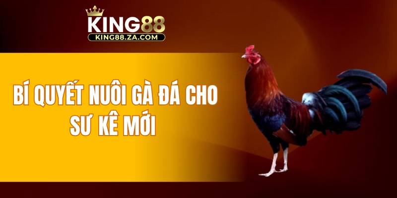 Bí quyết nuôi gà đá cho sư kê mới 