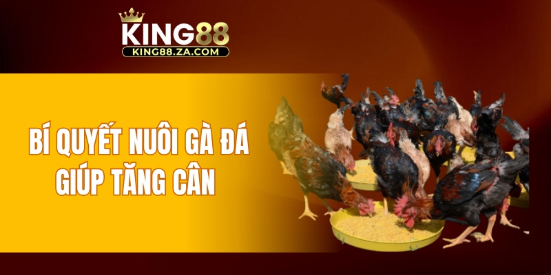 Bí quyết nuôi gà đá giúp tăng cân 