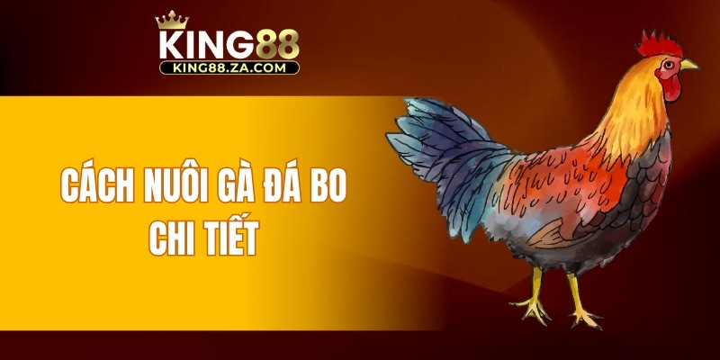 Cách nuôi gà đá bo chi tiết