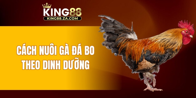 Cách nuôi gà đá bo theo dinh dưỡng