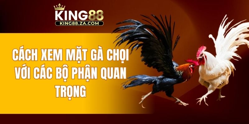 Cách xem mặt gà chọi với các bộ phận quan trọng