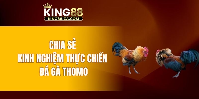 Chia sẻ kinh nghiệm thực chiến đá gà Thomo