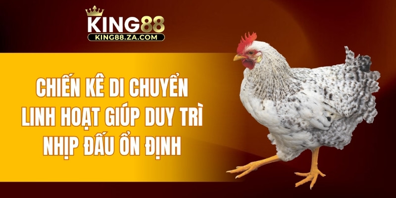 Chiến kê di chuyển linh hoạt giúp duy trì nhịp đấu ổn định