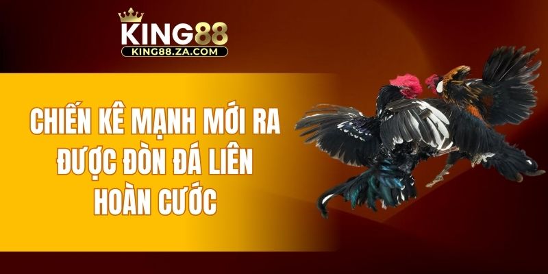 Chiến kê mạnh mới ra được đòn đá liên hoàn cước