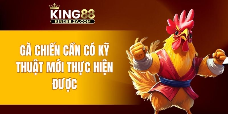 Gà chiến cần có kỹ thuật mới thực hiện được