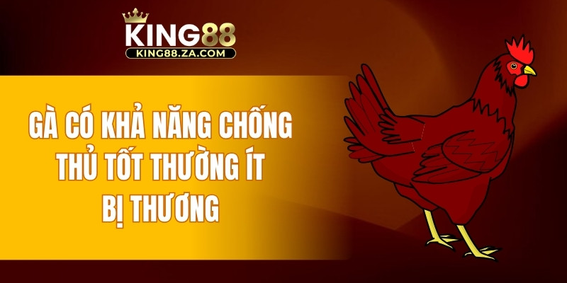 Gà có khả năng chống thủ tốt thường ít bị thương