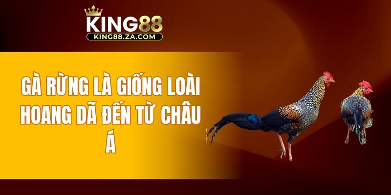 Gà rừng là giống loài hoang dã đến từ Châu Á