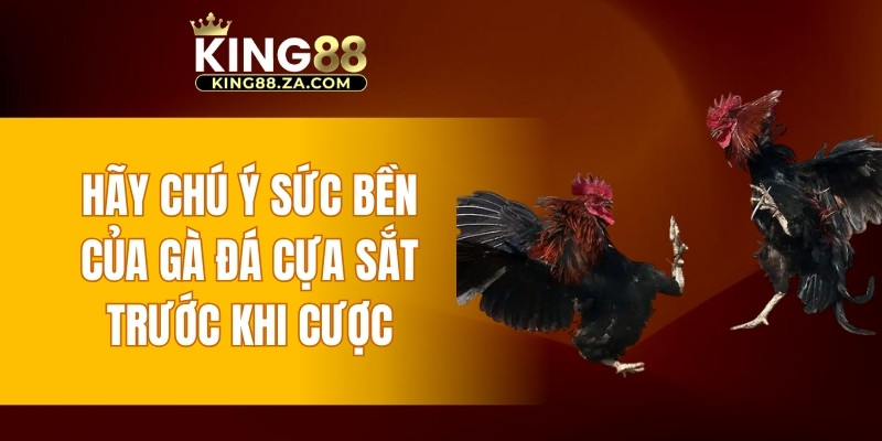 Hãy chú ý sức bền của gà đá cựa sắt trước khi cược