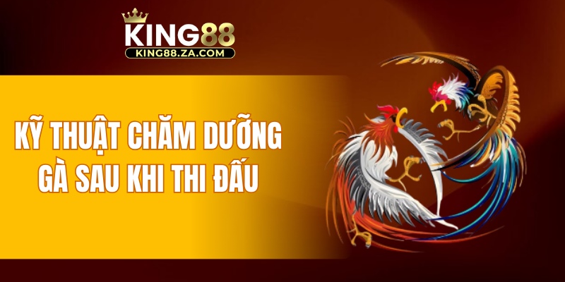 Kỹ thuật chăm dưỡng gà sau khi thi đấu