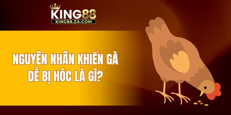 Nguyên nhân khiến gà dễ bị hóc là gì?