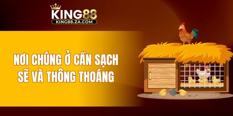 Nơi chúng ở cần sạch sẽ và thông thoáng