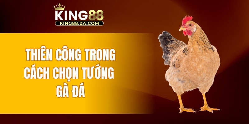 Thiên công trong cách chọn tướng gà đá