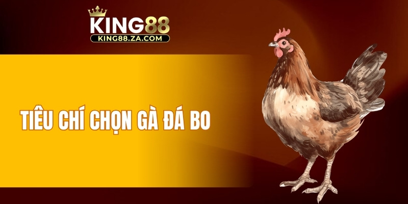 Tiêu chí chọn gà đá