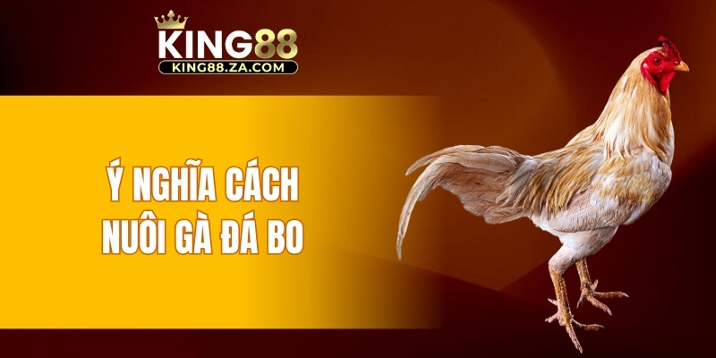 Ý nghĩa cách nuôi gà đá bo